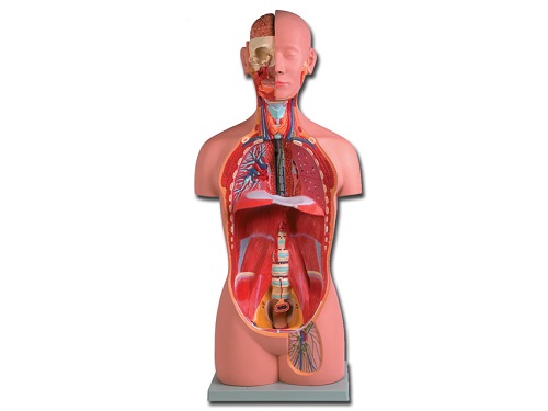 Life Size Unisex Torso Model 16 Parts